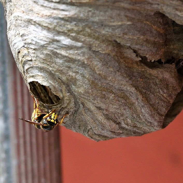 Wasp