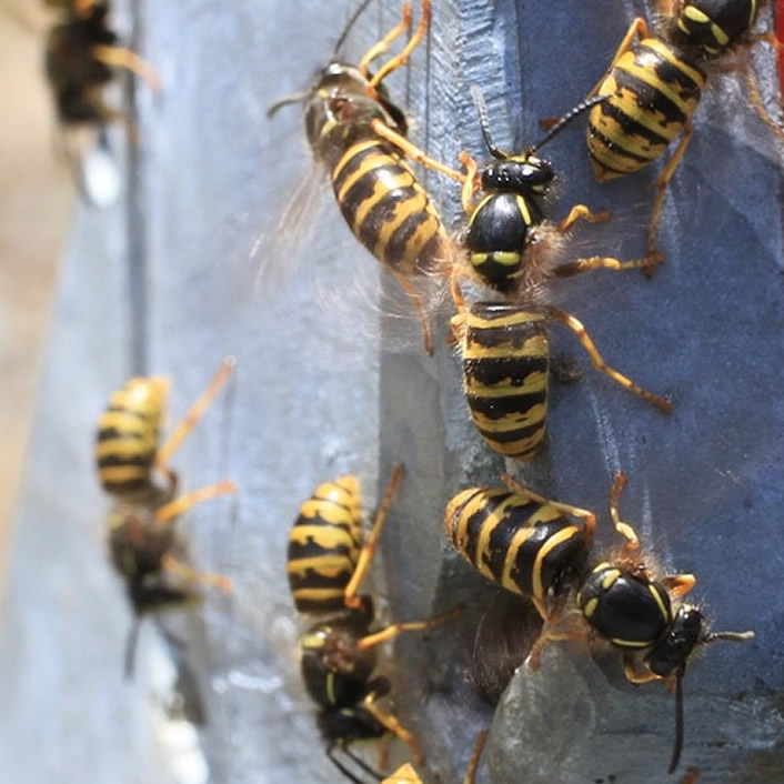Wasp
