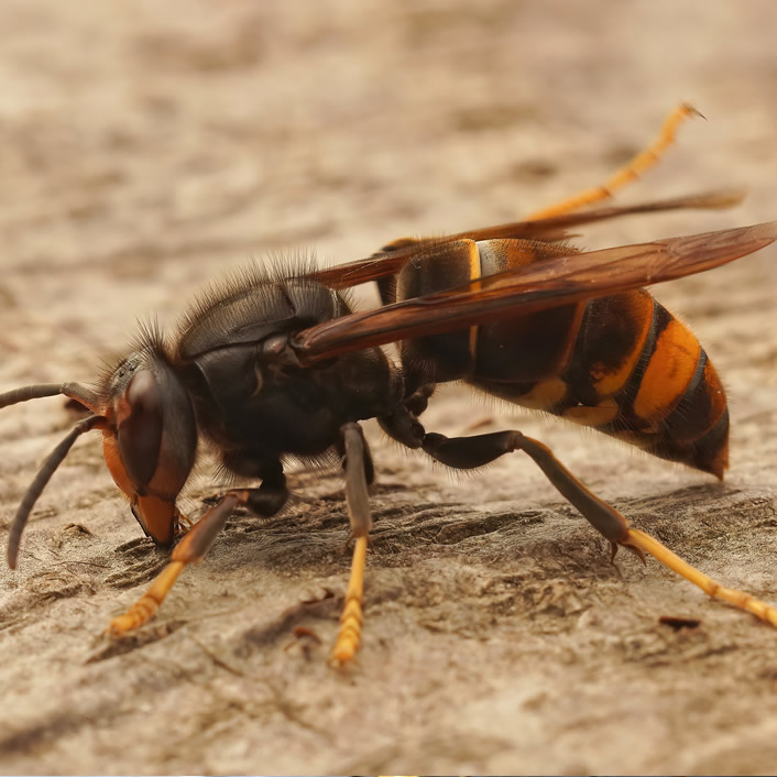 Hornet