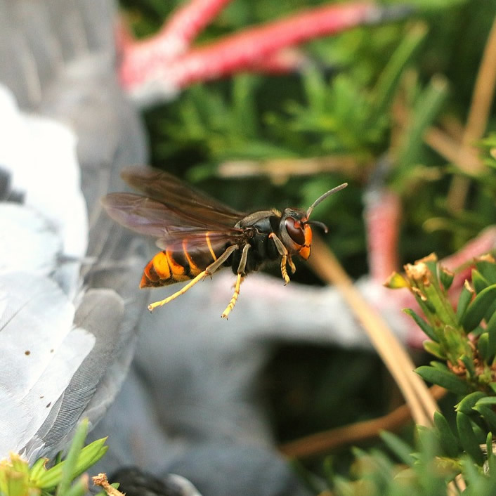 Hornet