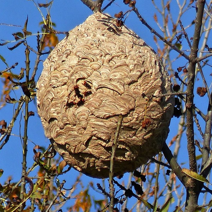 Hornet