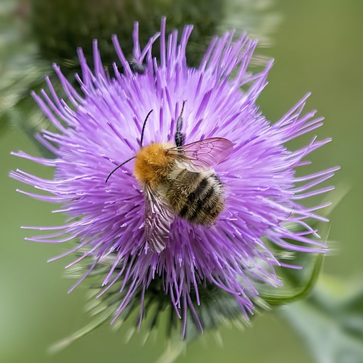Honey Bee