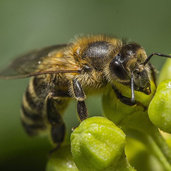 Honey Bee