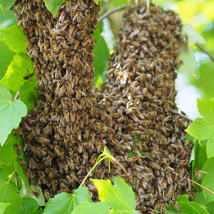 Honey Bee