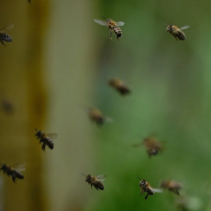 Honey Bee