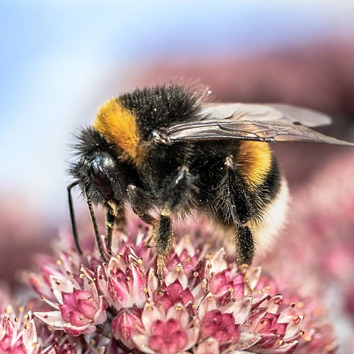 Bumble Bee