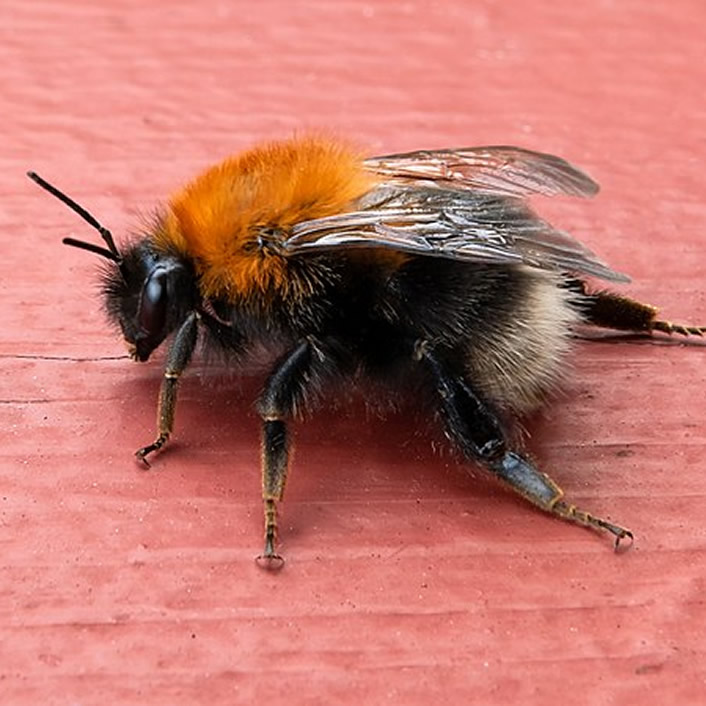 Bumble Bee