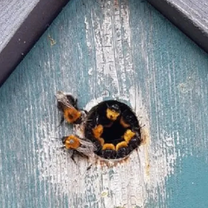 Bumble Bee