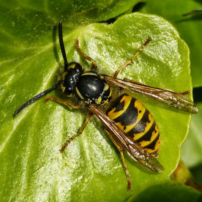 Wasp